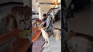 Friendly Mini cows in our Villa #shorts #krishna #cow #flute #house #cute #mini