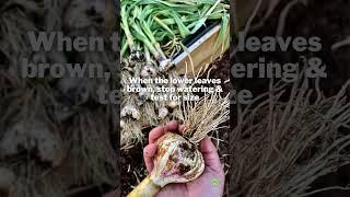 How & When to HARVEST GARLIC