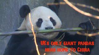 UK's only giant pandas head home to  China after 12 years at Edinburgh Zoo