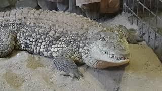 Crocodilul de Nil