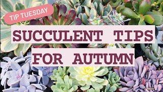 Succulent Tips for Autumn