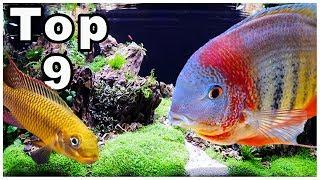 Top 9 Best Cichlids for Community Tanks!