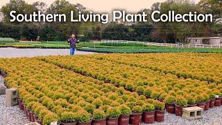 Southern Living Plant Collection