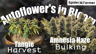 How I Grow E18- Problems in Bloom - Tangie and Amnesia Haze - Spiderfarmer SF4000 Kit