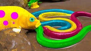 Mud Survival Battle - Koi Fish Protect Golden Eggs From Crabs - Stop Motion Fish In Mud Coco