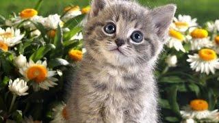 Animals really enjoy bathing Cute and funny animals bathing compilation