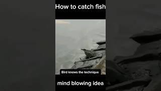 how hunt a fish | bird hunting fish 