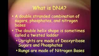 DNA Structure & Function Lecture