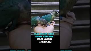 #Blue Yellow Sided Conure