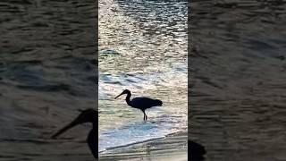 Jog #bird #nature#vitaminsea#amazingthailand#bestshorts#funnyanimals#birding#namse_travel#beach#wave