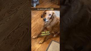 The smartest golden retriever ever ️