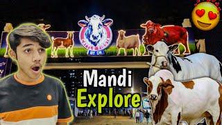 Cow mandi explore karny pohanch gai#explore  #mandi #cow