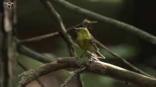 Pine Warbler singing