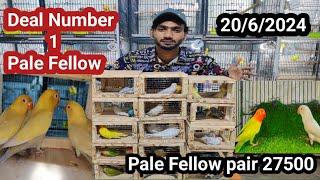 Lahore KY sab sa sasti birds Market | paleFellow |muddasir | bird | 03096188063