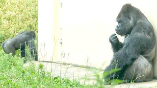 Silverback worries about son who wants to be alone｜Shabani Group