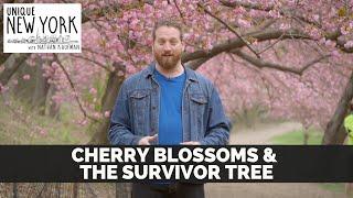 Unique New York: Cherry Blossoms & The Survivor Tree