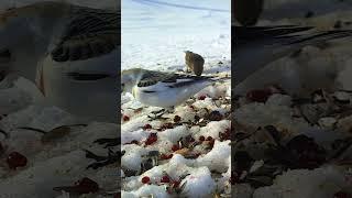 Пуночки дерутся за еду (Snow bunting)