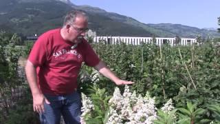 Hydrangeasy - The compact growing Hydrangea paniculata (Pinky Winky)