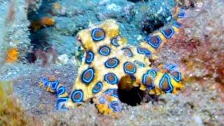 Greater blue-ringed octopus - Deadly beauty