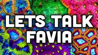 FAVIA Your New Favorite Coral! Tips, Tricks, and TSA Favorites!