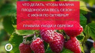 Что делать, чтобы малина плодоносила весь сезон - с июня по октябрь. Посадка, уход и обрезка малины.