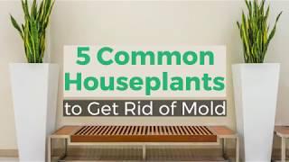 Common Houseplants to Get Rid of Mold