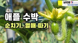 애플수박 잘 키우는 방법, 순치기, 열매 따기, 흑피애플 자몽애플