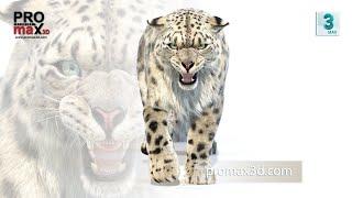 Animated Snow Leopard 3D Model with Fur | @PROmax3D