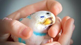 I'll Miss You Billie, RIP Baby Budgie 