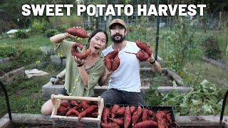 This was our BEST EVER sweet potato harvest!!  // GroundedHavenHomestead