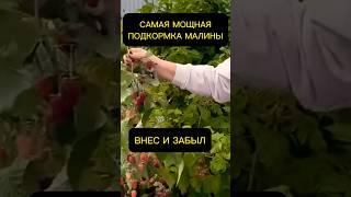 МОЩНАЯ подкормка МАЛИНЫ #огород #рецепт #дом #дача #урожай #сад #огородничество #садоводство #малина