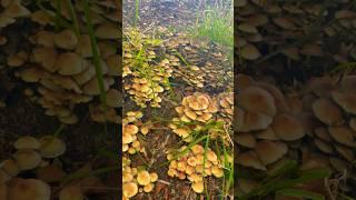 The Poisonous Sulphur Tuft Mushroom!  #mushroom #mushrooms #foraging #forager