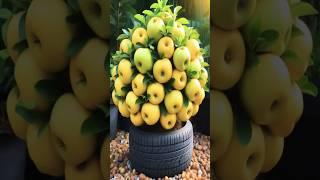 #gardening #fruit #mango #diy #garden #satisfying #farming #growguavatree