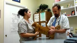 The Complete Cat Physical Exam - Sabal Chase Animal clinic - www.sabalchaseanimalclinic.com