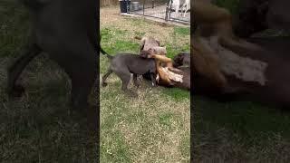 This has gotten out of hand fast #nbf #nbfkennel #xlbully #xlpitbull #houston #puppiesforsale