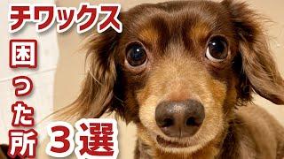 チワックスを飼う前に見る動画！！チワックスを飼うのに向いてない人、困った所3選。