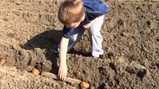 How we plant potatoes