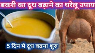 बकरी का दूध बढ़ाने का घरेलू उपाय |Bakri ka dudh badhane ka desi tarika#goatfarming#milk @vnsgoatfarm