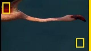 Baboon vs. Flamingo | National Geographic