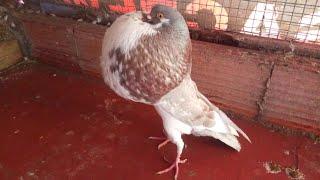 Boulant norwiche  Maroc 2018 said bahi de temara : 06 68 199 177