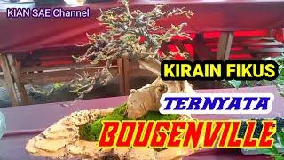 BONSAI BOUGENVILLE berasa seperti FIKUS