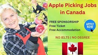 Apple Picking Jobs in Canada | Fruit Picking Jobs | Canadian Work Visa