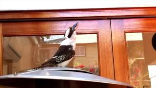 Impressive Kookaburra call