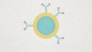 B-cell, Plasma and Memory cell Animation