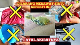 4 HAL YANG TIDAK BOLEH DILAKUKAN SAAT PELIHARA SIRTU‼️sangat fatal akibatnya