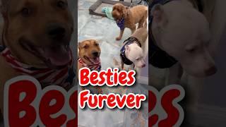 Besties Furever! ️ #shorts #funny #dog #cute #fureverbff #love #fypシ゚viral #fyp #trending #pets