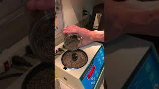Kirk Counting Mountain Mango Hemp Seeds