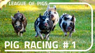 League of Pigs - First ever races!