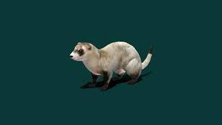 Black-Footed Ferret  Endangered Animal 3D Model