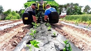 Planting more peppers on the home farm